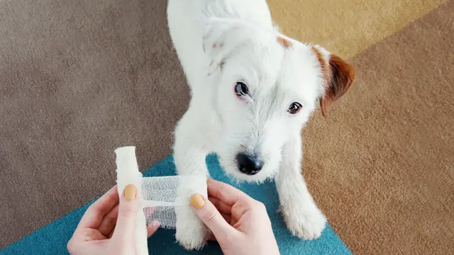 Dog First Aid Training - Level 3