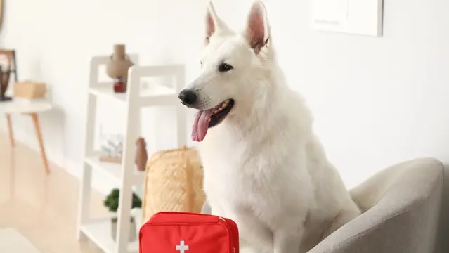 Dog First Aid and CPR
