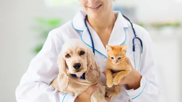 Veterinary Nursing : Veterinary Assistant & Animal Care Training