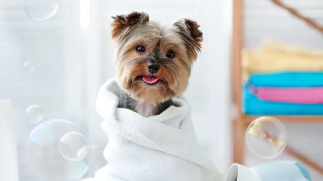 Dog Grooming: Learn how to groom your dog at home!