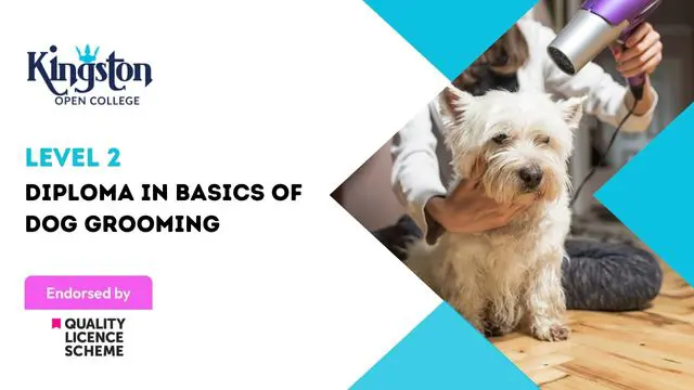 Diploma in Basics of Dog Grooming - Level 2 (QLS Endorsed)