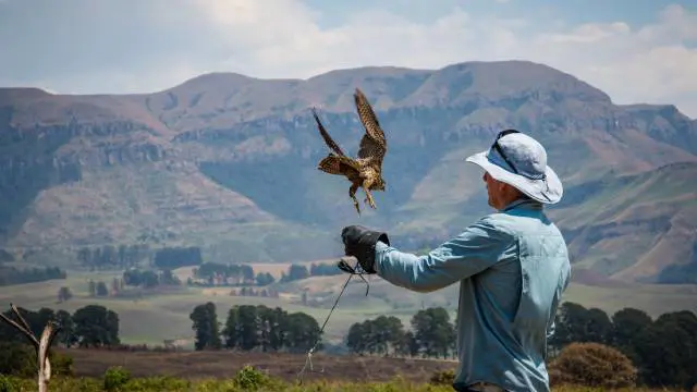 Falconry Techniques: From Basics to Advanced Training