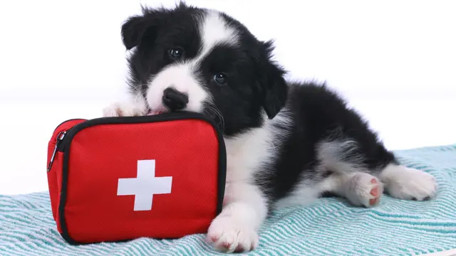 Dog First Aid Training