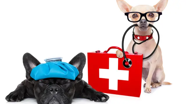Dog First Aid and CPR , Dog Care with Dog Training