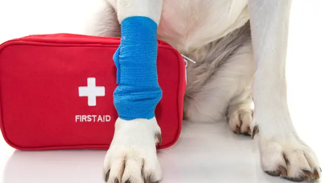 Level 3 Diploma in Dog First Aid