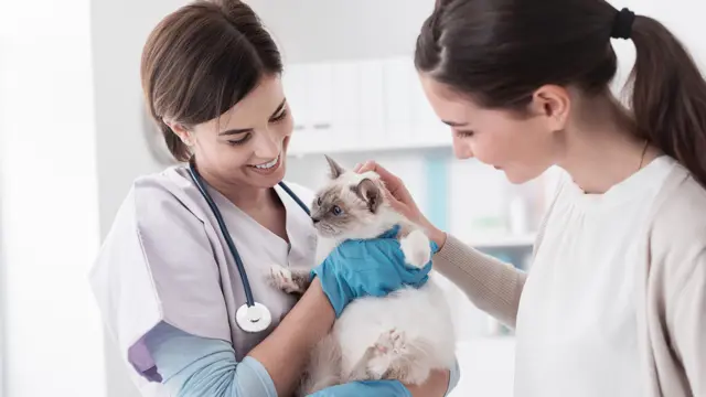 Veterinary Assistant Diploma (Online)