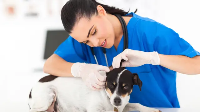 Veterinary Assistant: Veterinary Assistant