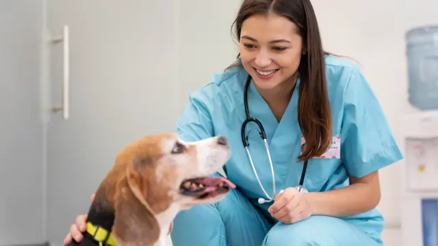  Veterinary Assistant Training (VET Assistant) - CPD Accredited