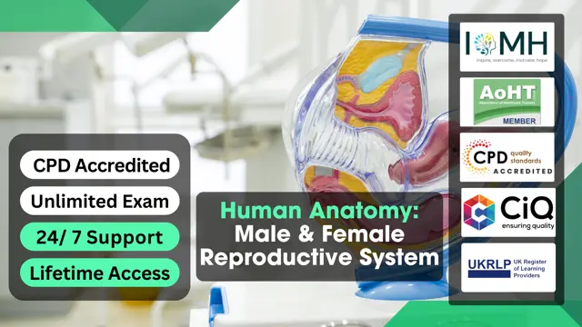 Human Anatomy: Male & Female Reproductive System