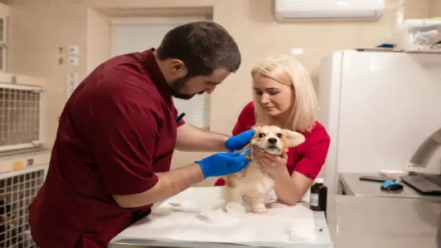 Dog Care: Dog Health Care, Dog First Aid, Dog Grooming with Dog Training