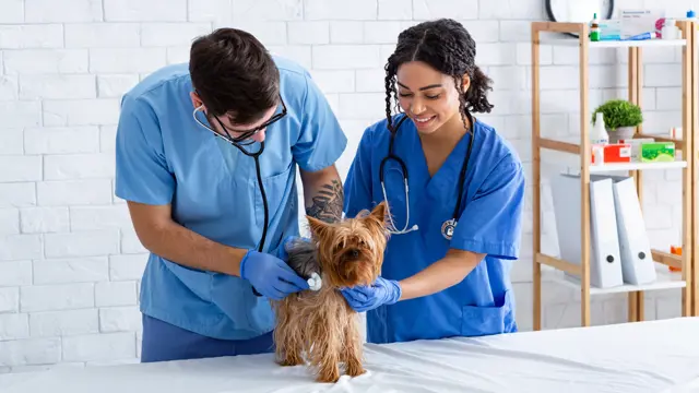 Veterinary Assistant - Level 4