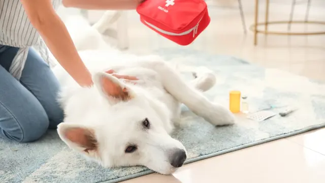 Dog First Aid Level 3 Diploma