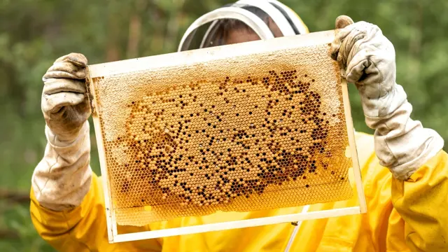 Beekeeping Training Course