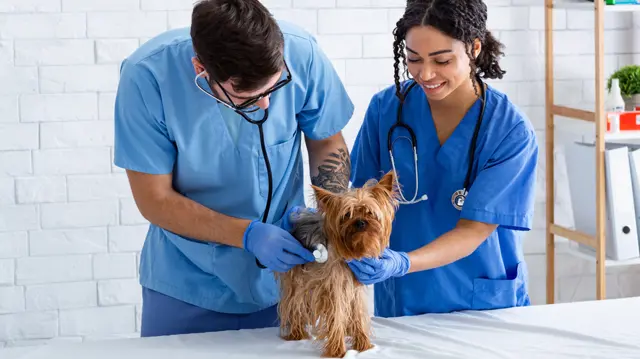 Veterinary Assistant : Veterinary Assistant
