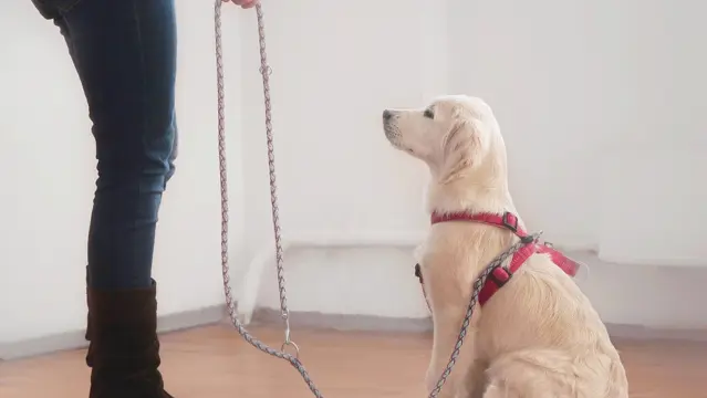 Dog Training Tricks  Course
