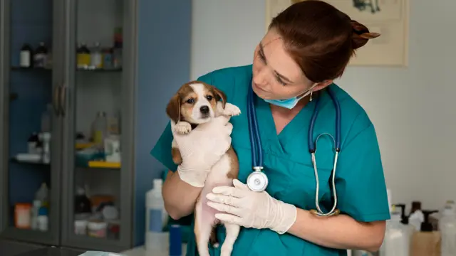 Veterinary Assistant with Dog Training & Level 5 Animal Care - CPD Accredited