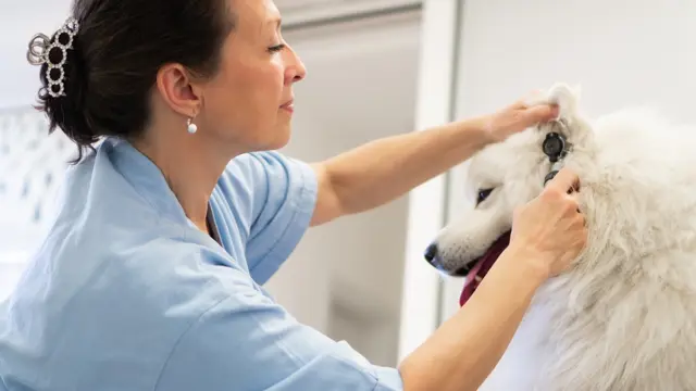 Veterinary Assistant - Level 5 Diploma
