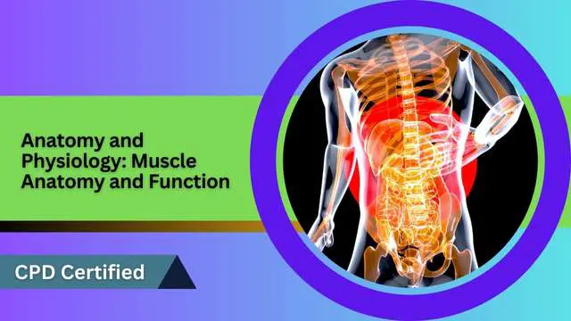 Anatomy and Physiology: Muscle Anatomy and Function