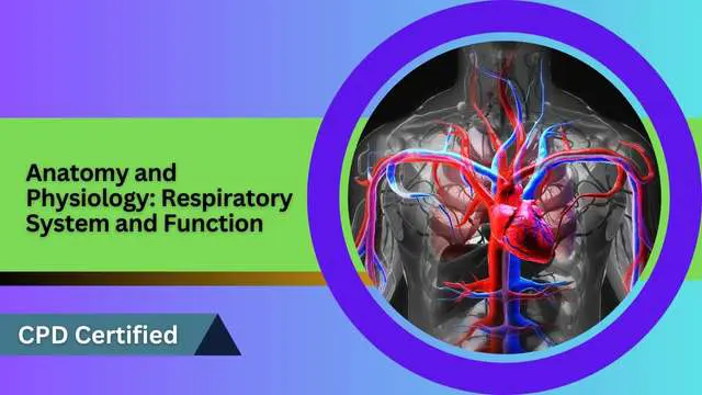 Anatomy and Physiology: Respiratory System and Function