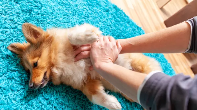 Dog First Aid Online Training