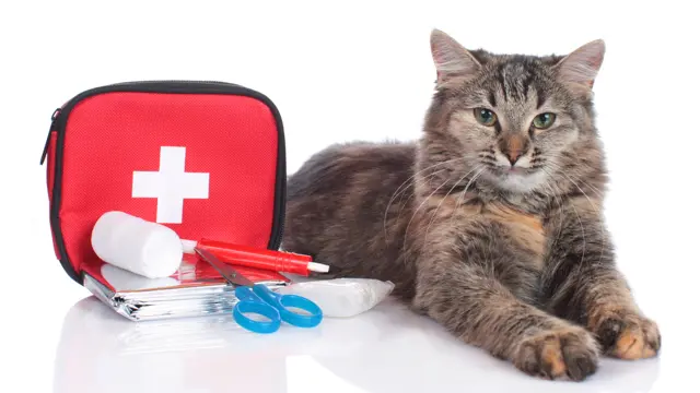 Pet First Aid Course