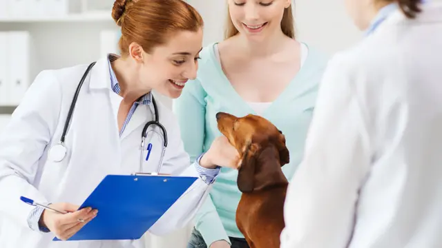 Level 4 Veterinary Assistant