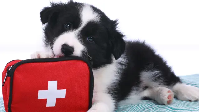 Dog First Aid (Dog First Aid)