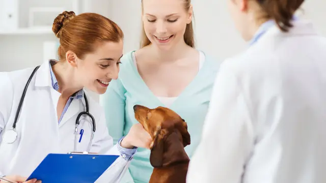 Level 2 Veterinary Assistant