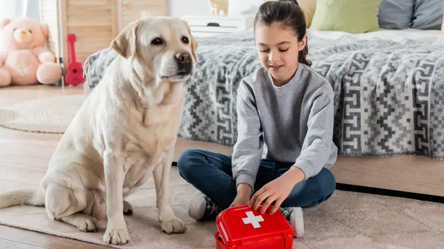 Dog First Aid: Dog First Aid Training