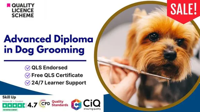 Advanced Diploma in Dog Grooming at QLS Level 7