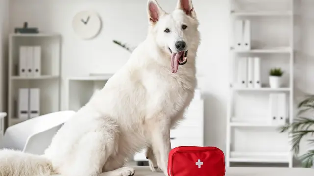 Level 3 Dog First Aid