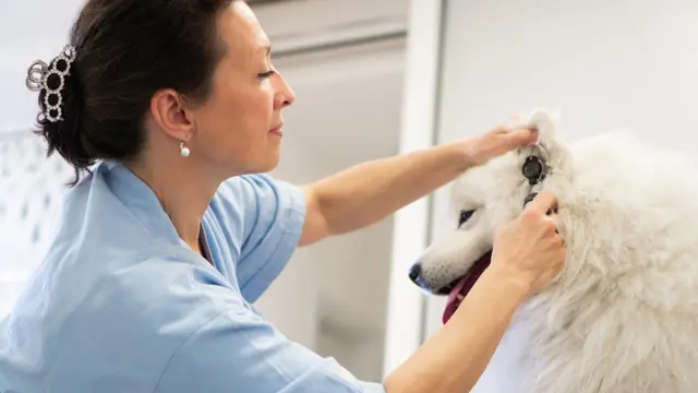 Level 2 Veterinary Assistant Course