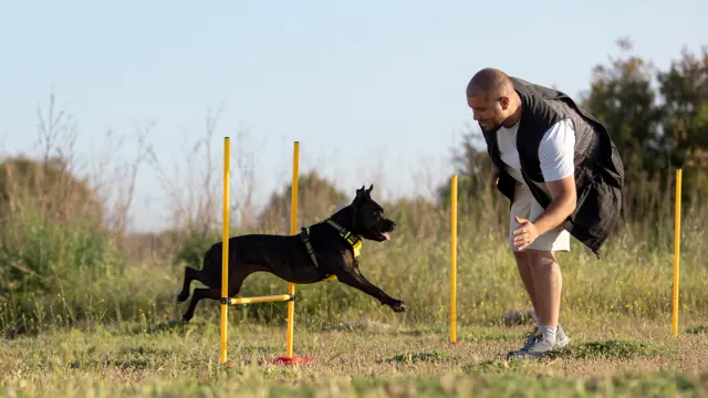 Simple Dog Training Methods