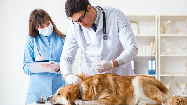 Level 3 Veterinary Assistant