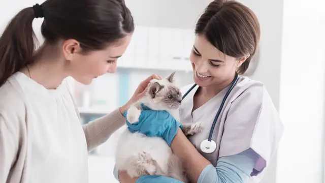Veterinary Assistant Level 3 Diploma