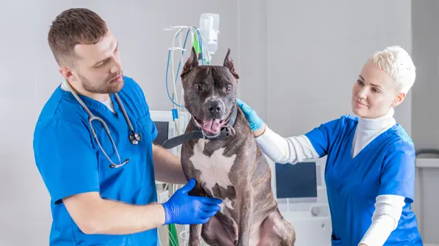 Level 2 Certificate in Veterinary Assistant