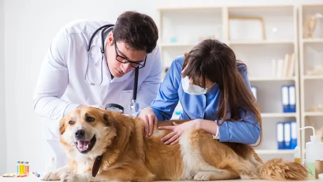 Veterinary Assistant Level 2 & 3 Diploma