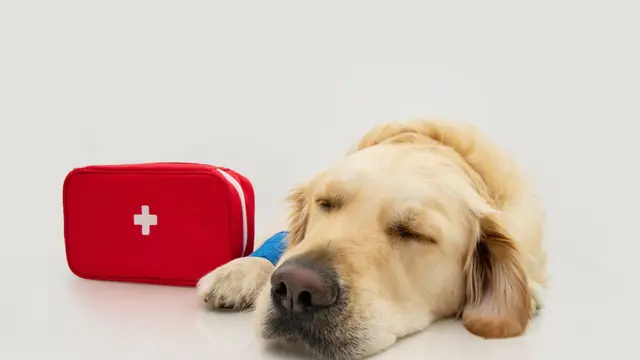 Dog First Aid - Level 3 Advanced Diploma