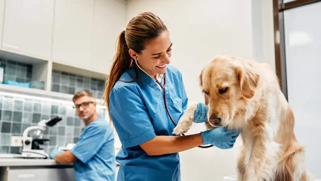 Animal Care with Animal Health Care Diploma