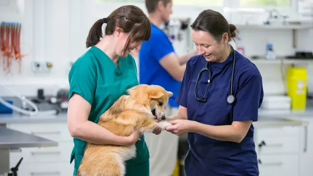 Veterinary Nursing : Veterinary Assistant & Animal Care Training