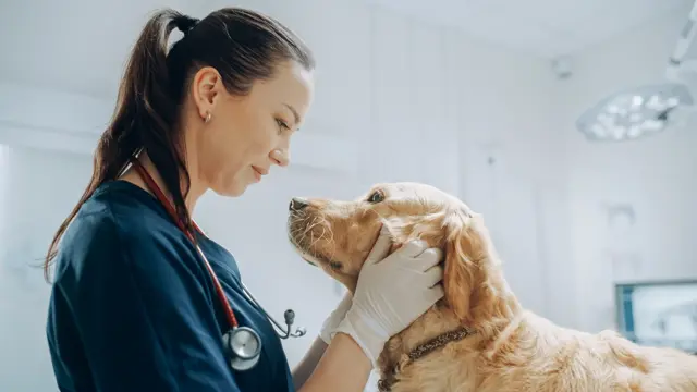 Veterinary Medicine: Veterinary Medicine Course