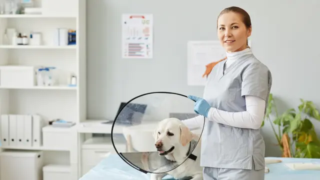 Level 1 Veterinary Assistant