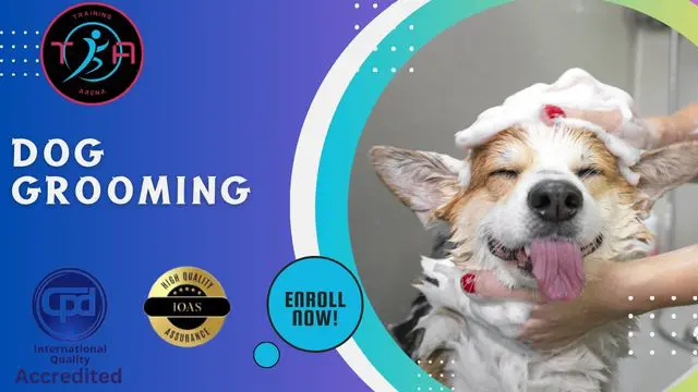 Dog Grooming (Agility, Leash and Pet Sitting) - CPD Certified Training