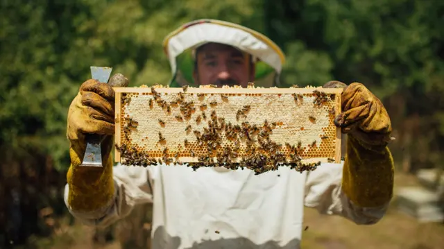 Beekeeping: Beekeeping Training Diploma