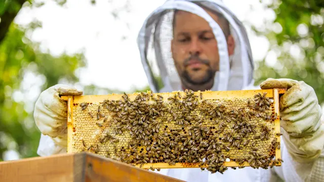 Beekeeping: Beekeeping for Beginners to Advanced