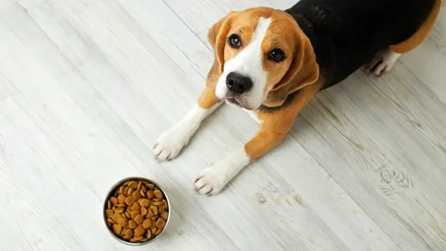 Dog Nutrition : Dog Nutrition Training