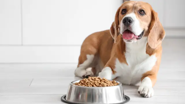 Dog Nutrition : Dog Nutrition Essentials