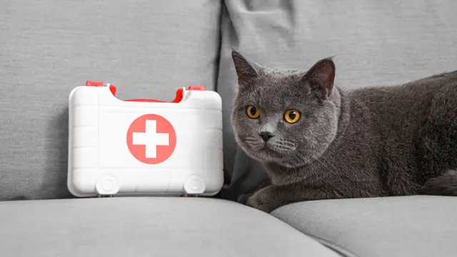 First Aid : Pet First Aid Essentials Training