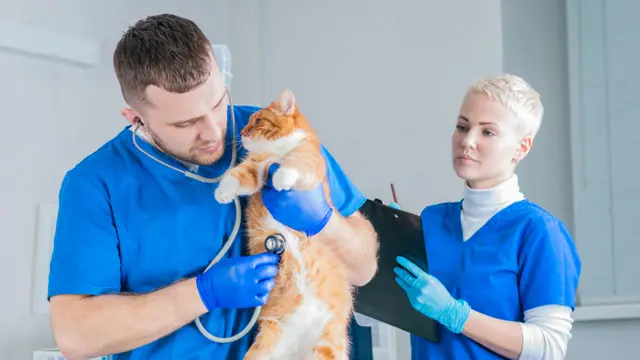 Veterinary Assistant - Level 3 Advanced Diploma