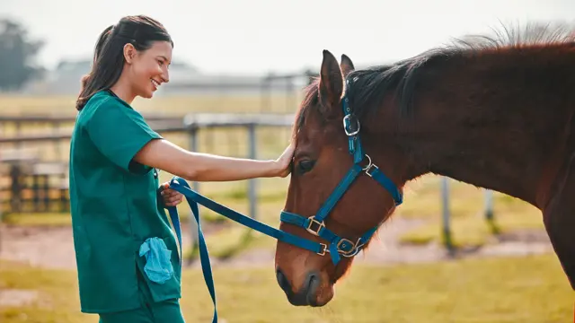 Horse Care : Horse Care and Stable Management Training